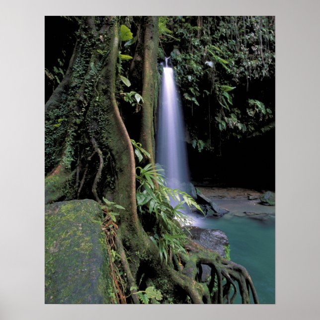 Dominica, Smaragdpool, Wasserfall. Poster (Vorne)