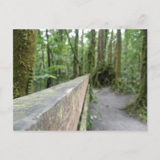 DOMINIKA RAIN FORESY VIEW POSTKARTE