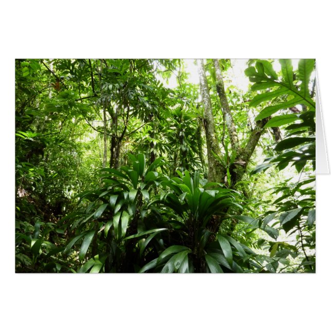 Dominikanischer Regenwald I Tropische Natur (Vorderseite (Horizontal))
