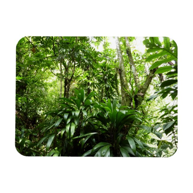 Dominikanischer Regenwald I Tropische Natur Magnet (Horizontal)
