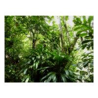 Dominikanischer Regenwald I Tropische Natur
