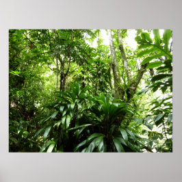 Dominikanischer Regenwald I Tropische Natur Poster