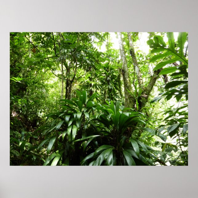 Dominikanischer Regenwald I Tropische Natur Poster (Vorne)