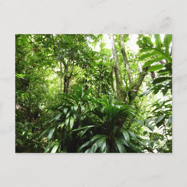 Dominikanischer Regenwald I Tropische Natur Postkarte (Vorderseite)