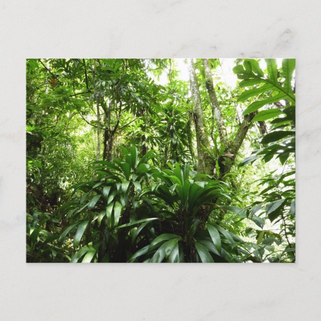 Dominikanischer Regenwald I Tropische Natur Postkarte (Vorderseite)