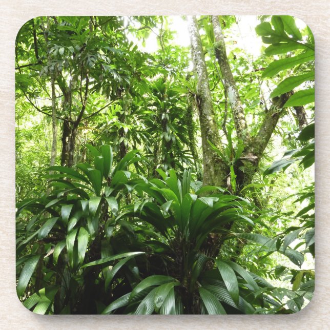 Dominikanischer Regenwald I Tropische Natur Untersetzer (Vorderseite)