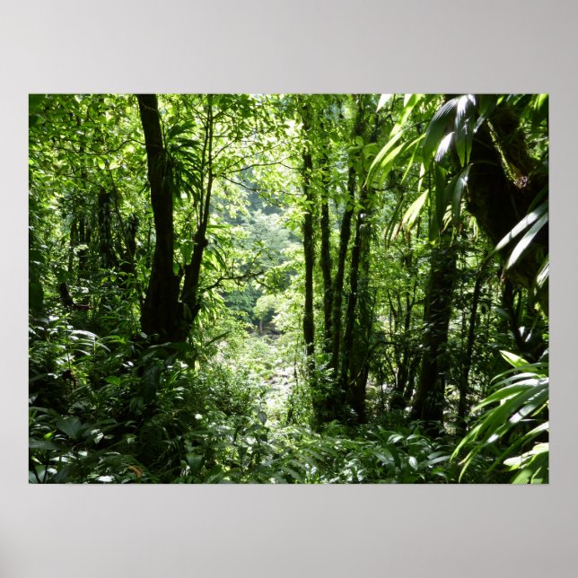 Dominikanischer Regenwald II Tropengrün Poster (Vorne)