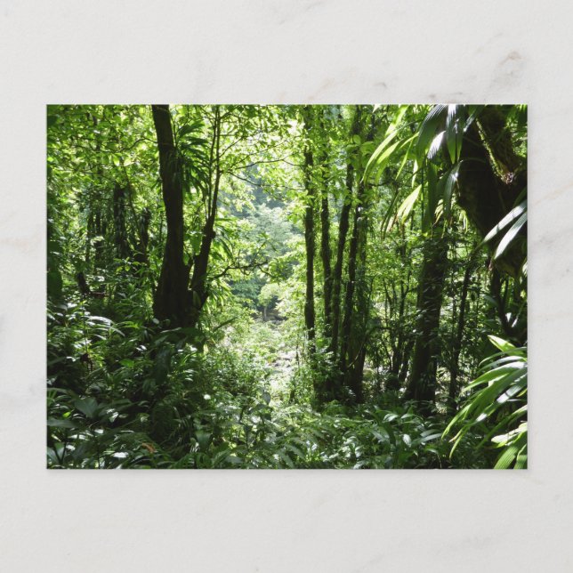 Dominikanischer Regenwald II Tropengrün Postkarte (Vorderseite)