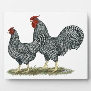 Dominique Chickens Fotoplatte