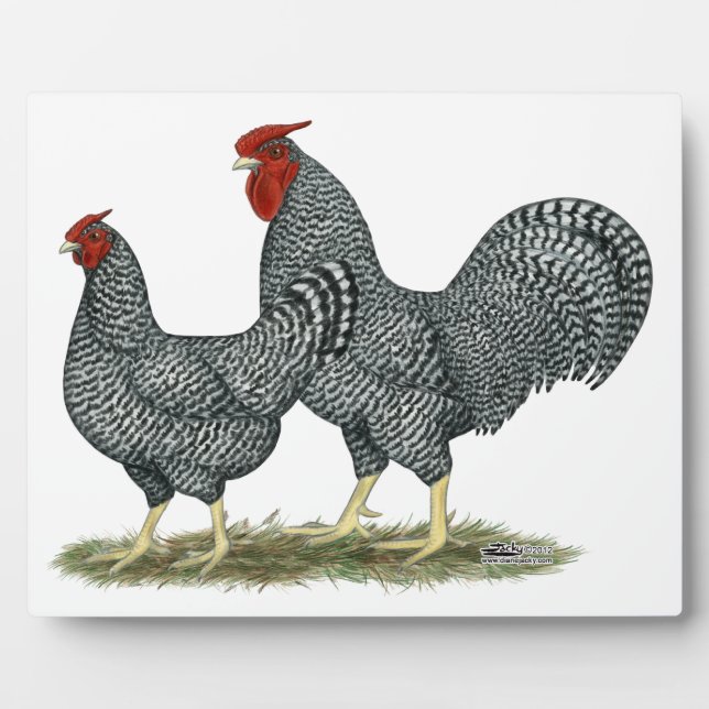 Dominique Chickens Fotoplatte (Vorderseite)