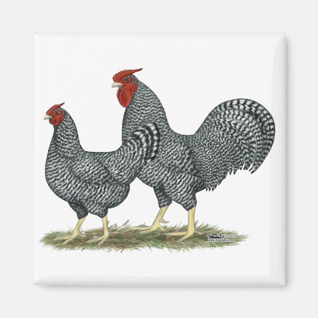 Dominique Chickens Magnet (Vorne)