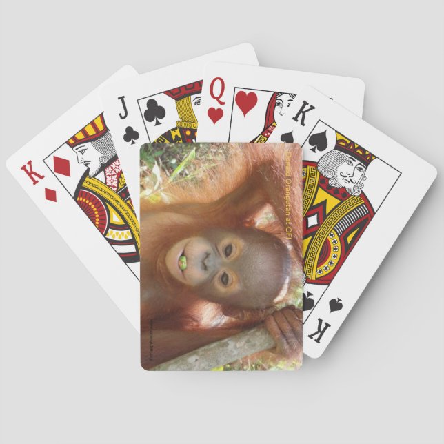 Donald-Orang-Utan in Borneo-Pflegezentrum, das Spielkarten (Rückseite)