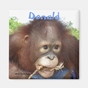 Donald-Orang-Utan Waise Borneo OFI Magnet