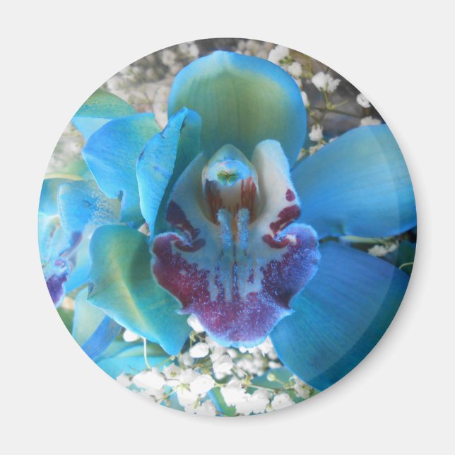 Donella Magnet (Vorne)