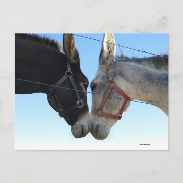 Donk in der Nähe Postkarte (Vorderseite)