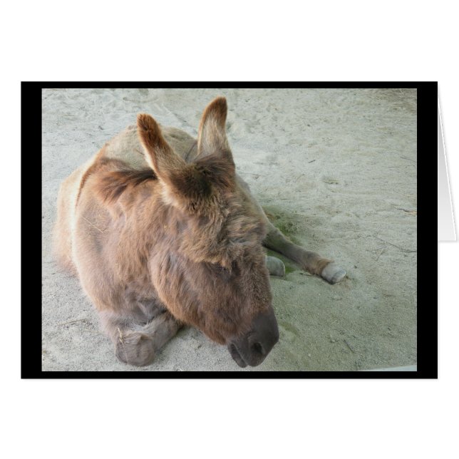 Donkey (Vorderseite (Horizontal))