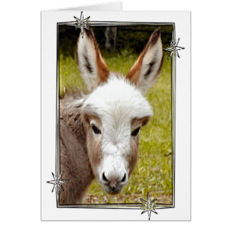 Donkey