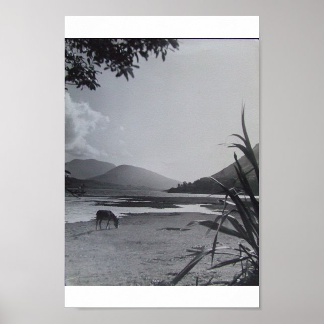 Donkey an der Küste, 1960er Achill Island Irland Poster (Vorne)