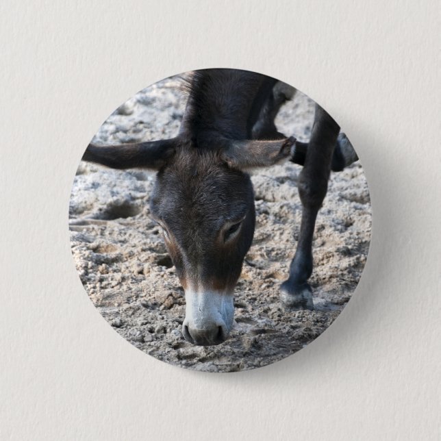 Donkey Button (Vorderseite)