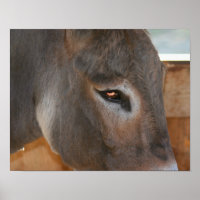 Donkey denkt an Landtiere