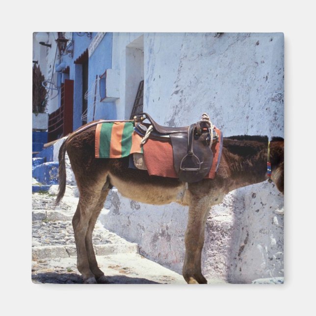 Donkey, Fira Santorini, Griechenland Magnet (Vorne)