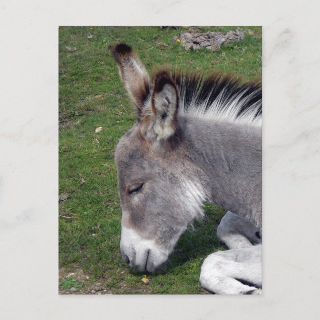 Donkey Foal Portrait Postkarte (Vorderseite)