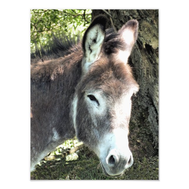 DONKEY FOTODRUCK (Vorne)