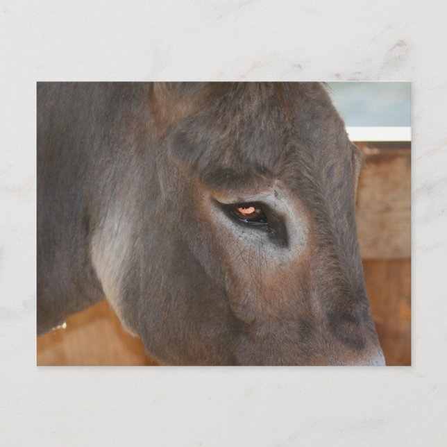 Donkey Gedanken Farm Animal Foto Postkarte (Vorderseite)