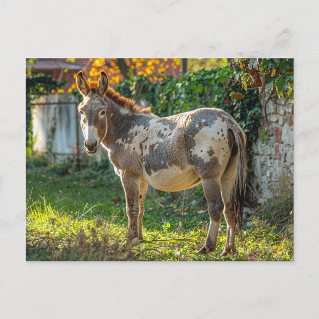 Donkey Gepunktete Postkarte (Vorderseite)