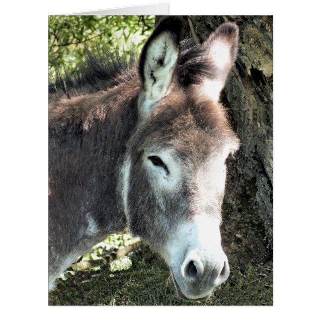 DONKEY GREETING CARD (Vorderseite)