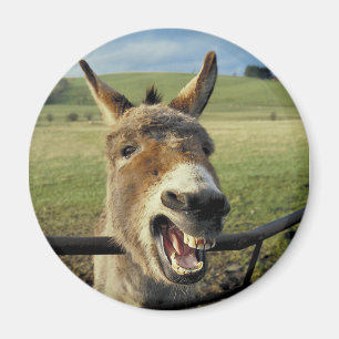 Donkey Magnet