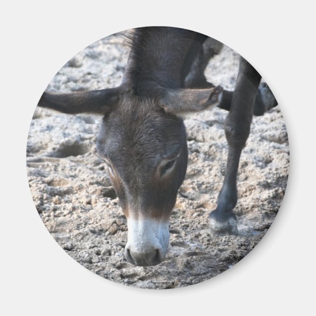 Donkey Magnet (Vorne)