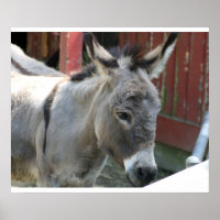 Donkey Mule Farm Animal Country Destination