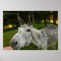 Donkey Niedlich Mule Farm Animal Country Destinati