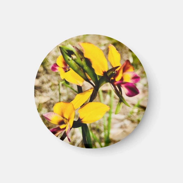 Donkey Orchids Magnet (Vorne)