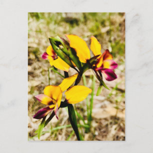 Donkey Orchids Postkarte