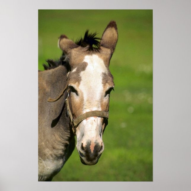 Donkey Poster (Vorne)