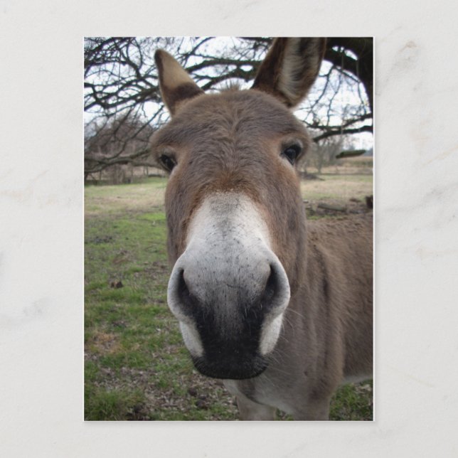DONKEY POSTKARTE (Vorderseite)
