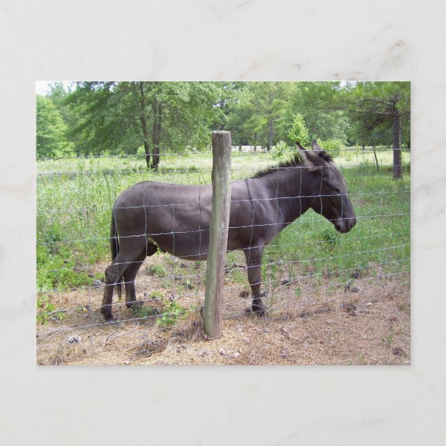 Donkey Postkarte (Vorderseite)