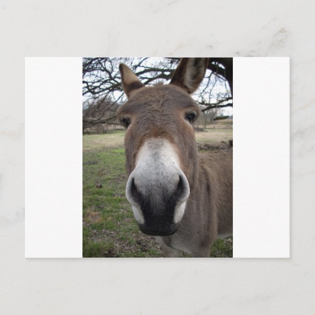 DONKEY POSTKARTE (Vorderseite)