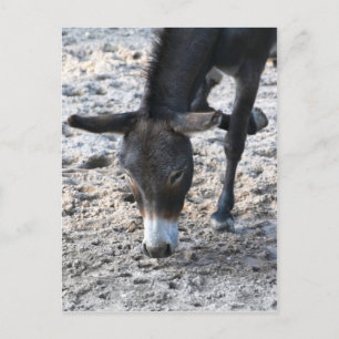Donkey Postkarte