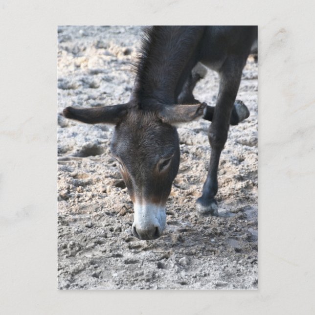 Donkey Postkarte (Vorderseite)