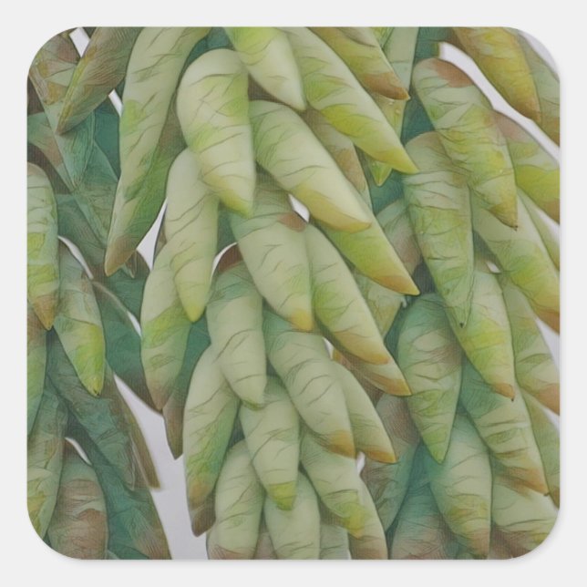 Donkey Schwanz Succulent Quadratischer Aufkleber (Vorderseite)