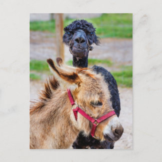 Donkey und Lama Postkarte