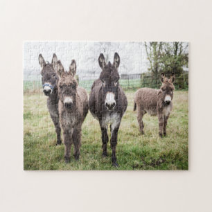 Donkeys auf einem mistrischen Winter-Morgen