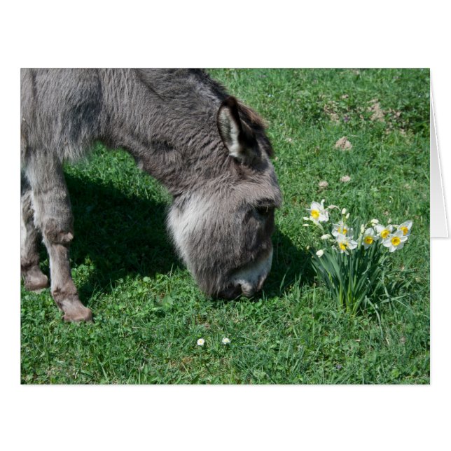 Donkeys essen keine wilden Affodien (Vorderseite (Horizontal))