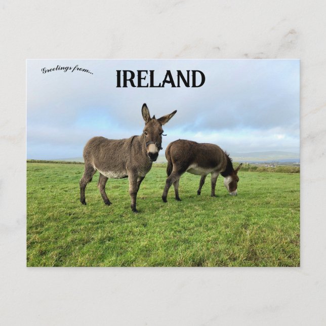 Donkeys in Doora Irland Postkarte (Vorderseite)
