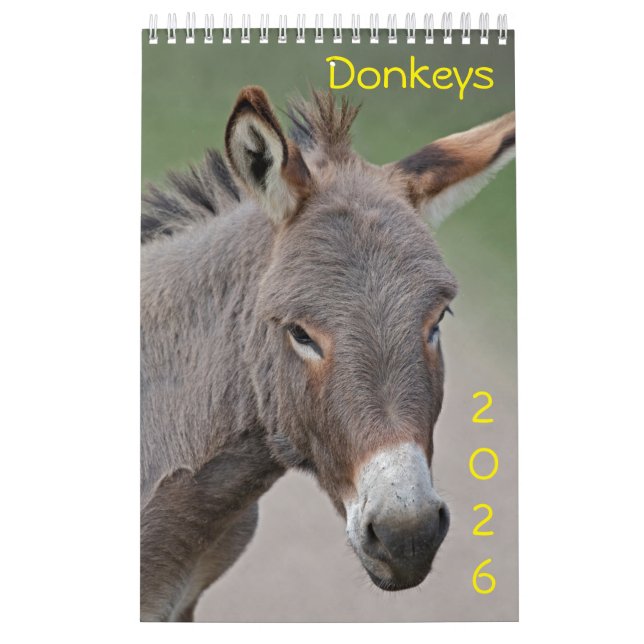 Donkeys-Kalender Kalender (Titelbild)