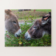 Donkeys, Kids, 56 Zimmer,