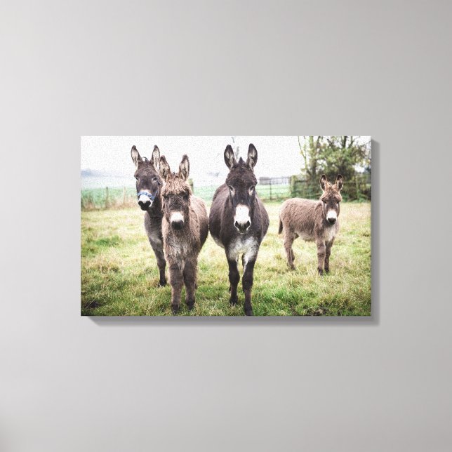 Donkeys Leinwanddruck (Vorderseite)